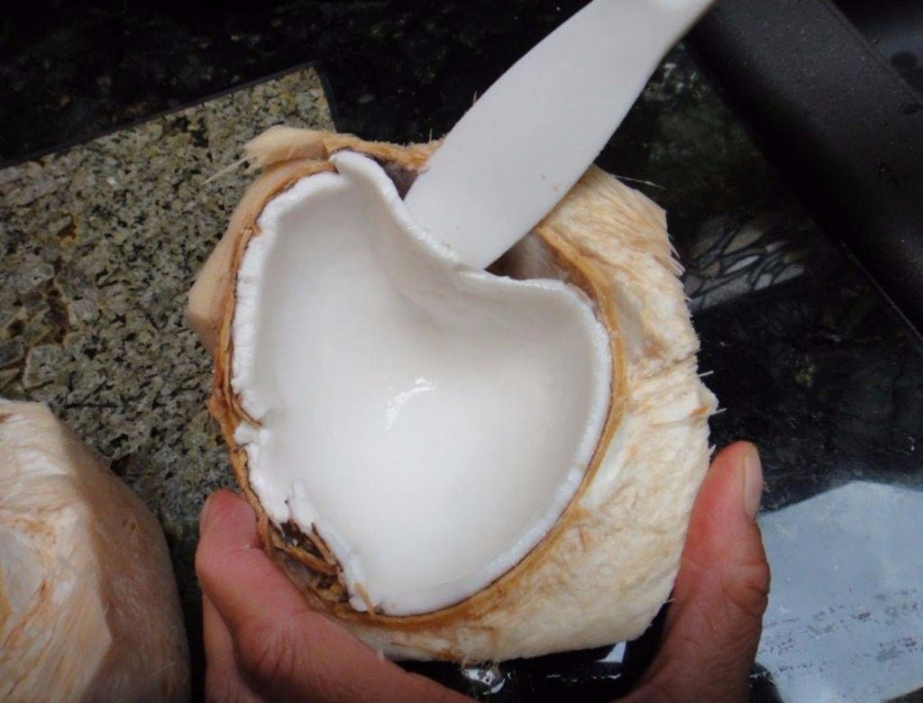 Coconut Buddie - Energetic Solutions, Inc Sheevaun Moran